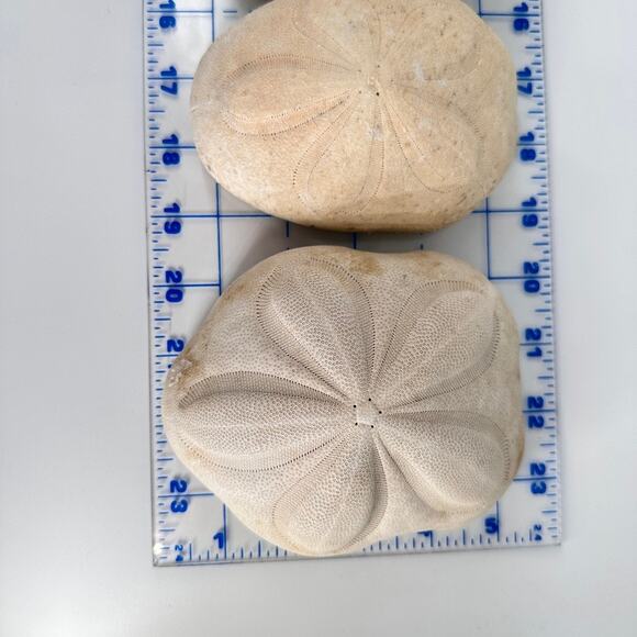 Lot of 6 Fossil Sand Dollars | Natural Sea Biscuit Specimens | Coastal Decor - Picture 6 of 9